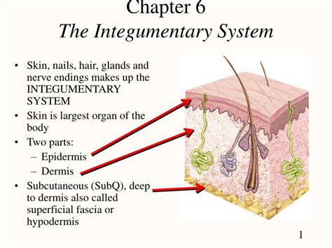 Ppt Chapter 6 The Integumentary System Powerpoint Presentation Free