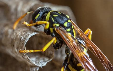A Guide For Paper Wasp Identification And Control In Ca Pro Active Pest
