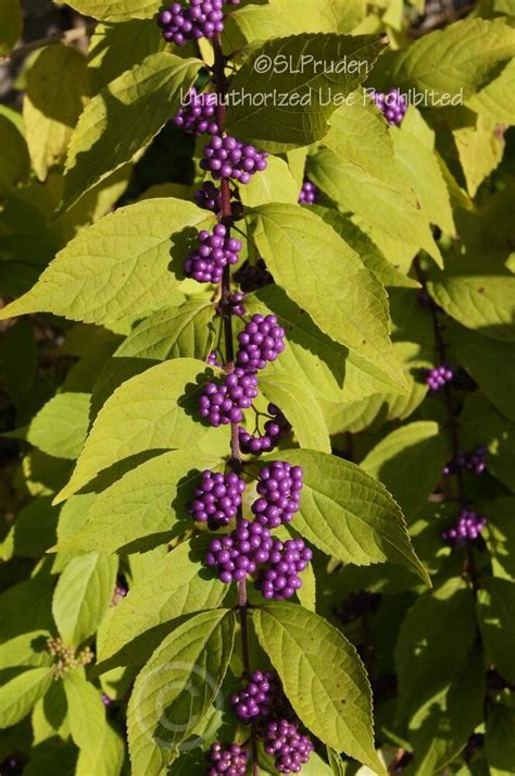 Plantfiles Pictures Callicarpa Beauty Berry Japanese Beautyberry