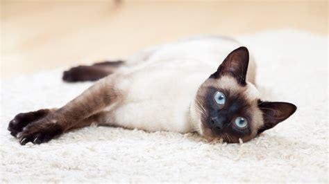 Siamese cat eyes always dilated. Superb Siamese Cat Names: 325 Sassy, Splendid & Superb ...