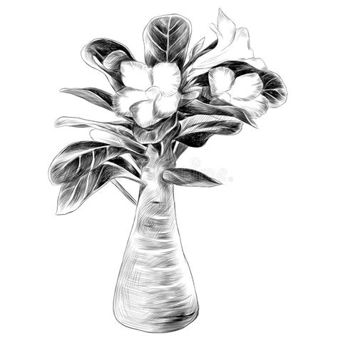 Flower Tree Adenium Desert Rose Sketch Stock Vector Illustration Of