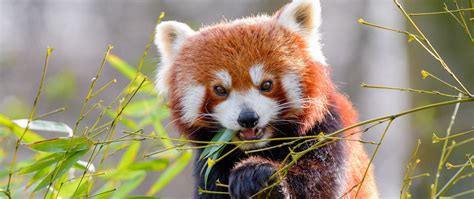 Download Wallpaper 2560x1080 Red Panda Bamboo Animal Dual Wide 1080p