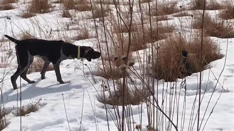 German Shorthaired Pointer Hunting Pheasant Youtube