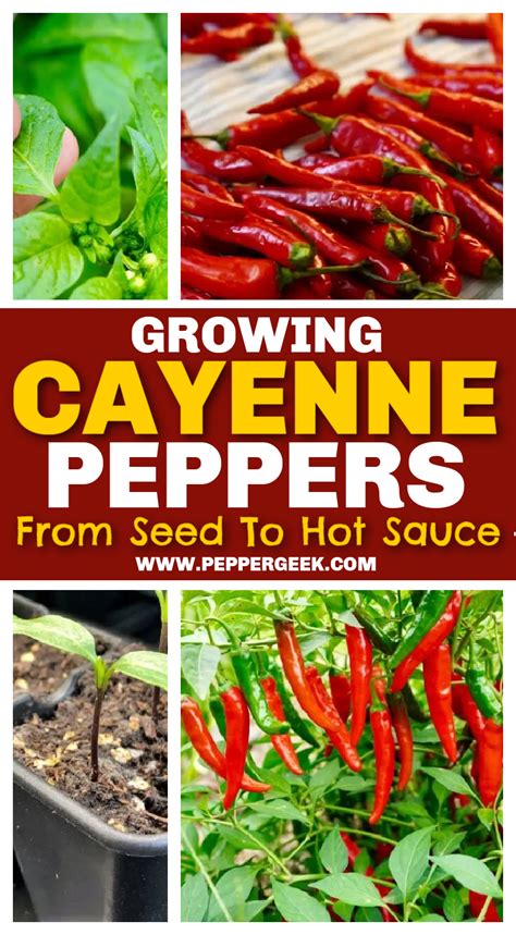 Learn How To Grow Cayenne Peppers From Seed To Harvest We Have Grown