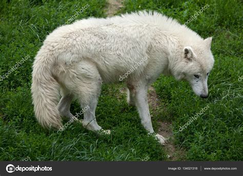 Arctic Wolf Canis Lupus Arctos — Stock Photo © Wrangel 134021318