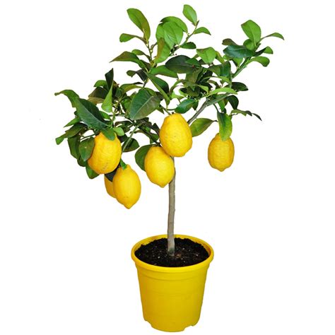 I'm turning, turning, turning, turning, turning around. Giving away a Lemon Tree someone from Barcelona