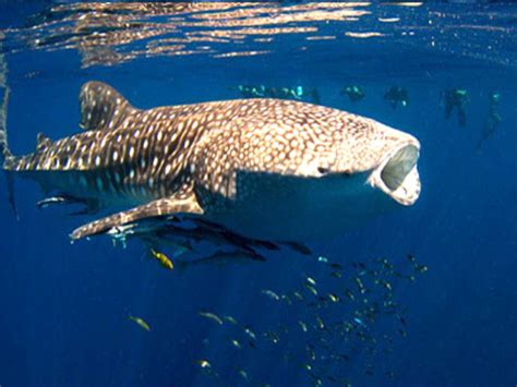 Our Partners Exmouth Adventure Co Ningaloo Reef Eco Tours