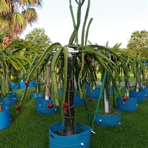 Just be careful as you're taking them out of the pot, to ensure that you don't damage the seedlings. Voodoo Child red flesh Dragon Fruit variety from Spicy Exotics