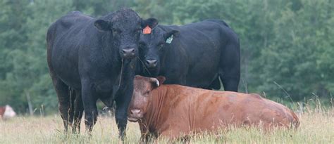 Young Bulls Need Protein The Western Producer