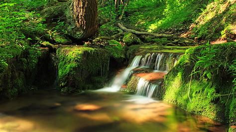 Free Download Moss Stream Nature Watercourse Green Forest Water