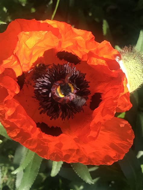 Poppy Flower Bumblebee Insect Free Photo On Pixabay Pixabay
