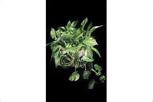 Toxic to cats, dogs and horses. Pothos | ASPCA