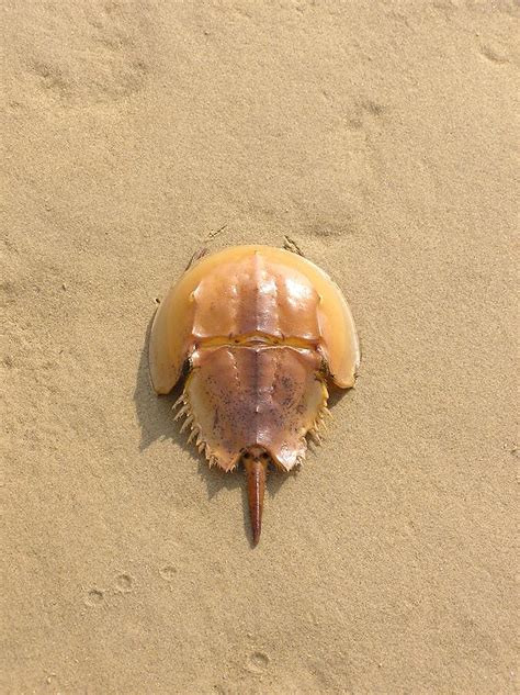 Horseshoe Crab In The Sand Campground Beach Cape Cod Eastham Ma