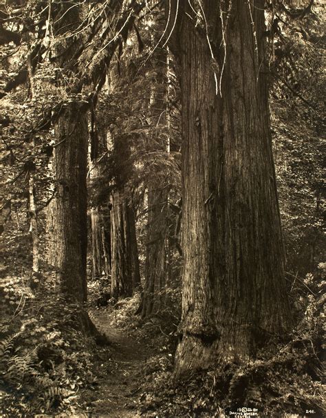 Discover 5 Of Americas Oldgrowth Forests American Forests