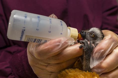 San Diego Zoo On Twitter This 11 Day Old Lemur Girl Is Too Young To