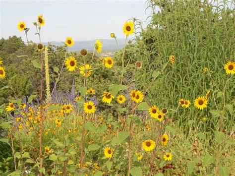 What our customers are saying: Wildflowers in Santa Fe, NM | Wild flowers, Outdoor, Plants