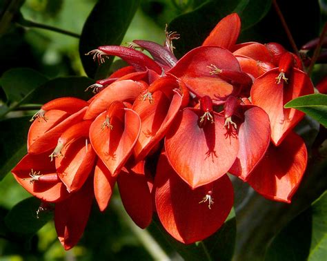 Red Flowering Trees Flickr