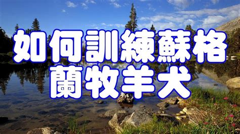 中華民國教育部版權所有© 2015 ministry of education, r.o.c. 如何訓練蘇格蘭牧羊犬 - YouTube