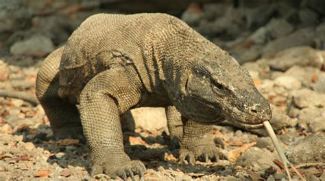 Katak adalah haiwan kecil yang dikelaskan sebagai amfibia. TAMAN SAINS: Haiwan Reptilia