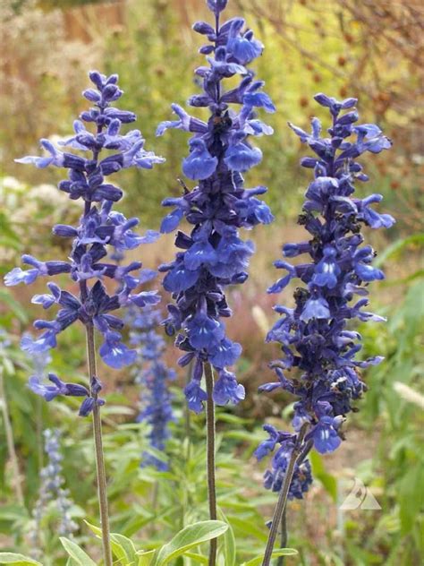 Blue Sage Salvia Farinacea Applewood Seed Company