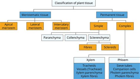 Plant Tissues — Lesson Science State Board Class 9