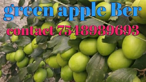 Green Apple Ber Plant Contact 7548989693 ☎☎🚛🚛🚊🚉🛫🛬 Youtube
