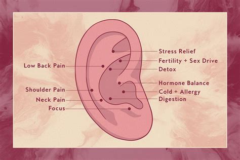 Ear Seeding Benefits Side Effects And Ear Seed Chart 59 Off
