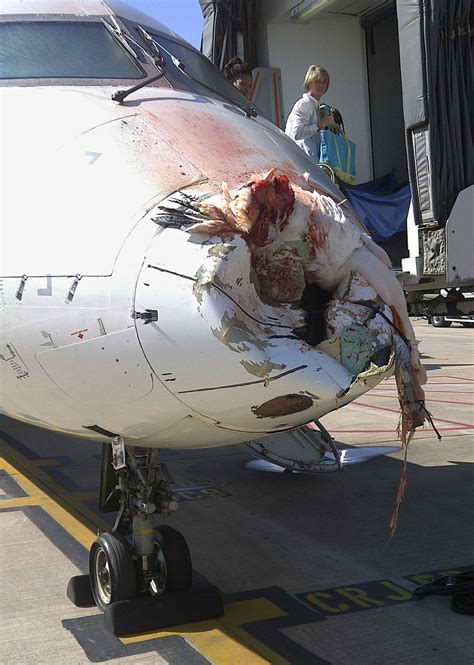 Bird Battered Delta Flight Lands Safely At Lr Airport