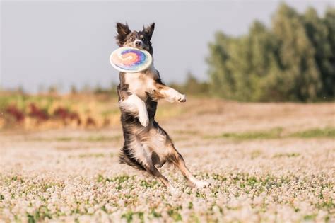 Premium Photo A Dog With A Frisbee In Its Mouth Is Playing In A Field
