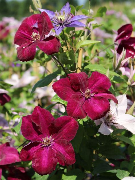 Clematis Rouge Cardinal Clematis Rouge Cardinal Baumschule