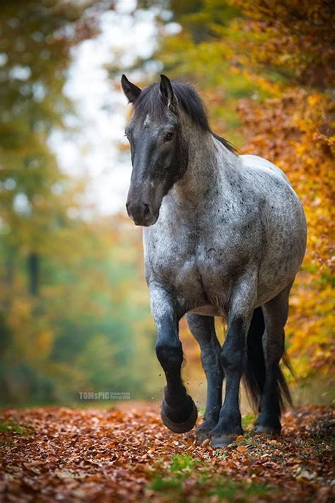 Big Beautiful Draft Size Gray Grey Horse In Autumn Horse Photography