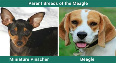 Meagle Miniature Pinscher And Beagle Mix Pictures Info And Care Pet Keen