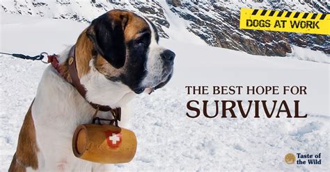 Avalanche Rescue Dogs The Search For Survivors Taste Of The Wild