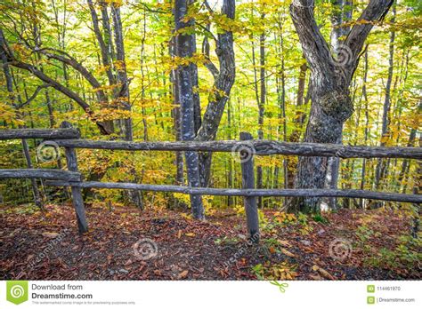 Wooden Fence In The Forest In Autumn Italy Stock Photo Image Of Leaf