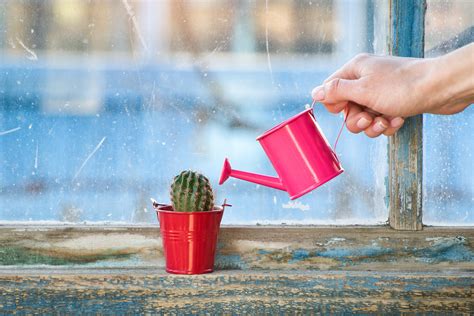 How To Rescue An Overwatered Cactus Complete Landscaping