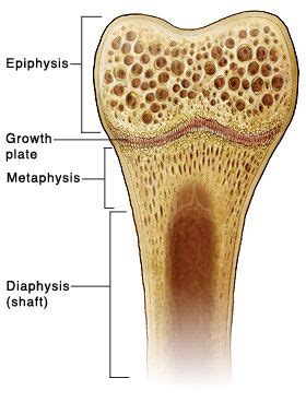 Пластина роста. Эпифизарный хрящ. Эпифизарная зона роста кости. Эпифизарный хрящ кости. Эпифизарный хрящ в суставе это.