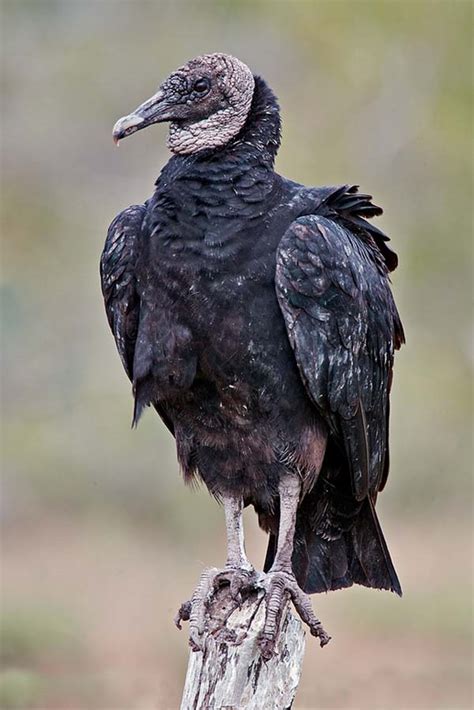 Black Vulture Coragyps Atratus Bird