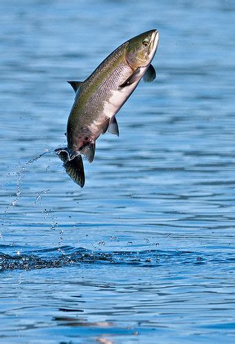 Free for commercial use no attribution required high quality images. Female Pink Salmon on jump | Fish