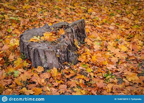 Old Stump Of Fallen Tree In A Field Among The Grass Stock Image