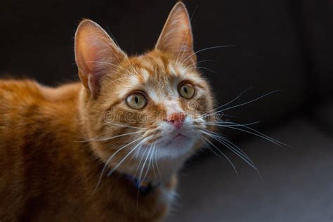 A Portrait Of An Adorable Young Domestic Ginger Tabby Cat Stock Image
