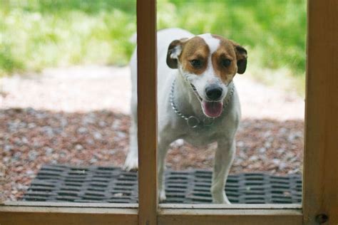 I'd guess project cost me maybe less than $10 per door entrance (front ddor, sliding glass door on sun room south, etc.). Pet-Proof The Screen Door - Australian Handyman Magazine