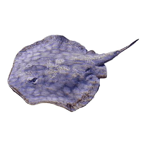 Round Stingraycalifornia Stingray Urobatis Halleri Aquatic Sealife