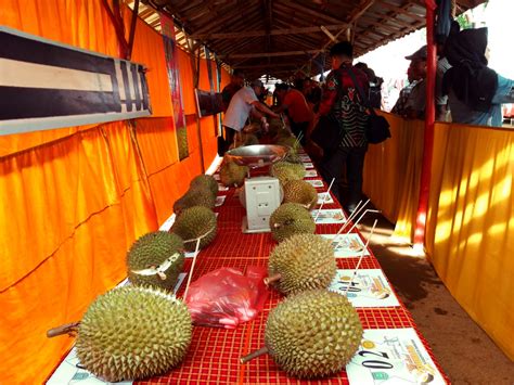 10 Varietas Durian Banjar Didaftarkan Di Kementan Hortikultura Indonesia