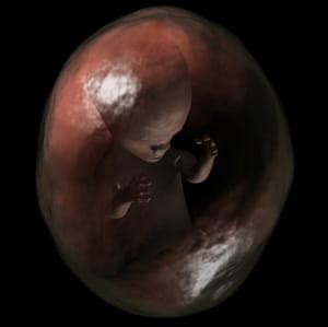 Découvrez la magnifique épopée de l'œuf issu de deux cellules qui deviendra, au fil des jours, un fœtus ! Embryon à 1 mois de grossesse - Santé-Médecine