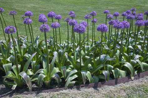 Use them in commercial designs under lifetime, perpetual & worldwide rights. Allium Purple Flowers | ClipPix ETC: Educational Photos ...