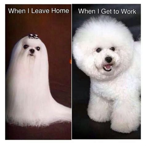 77 Best Funny Hairstylist Memes Images On Pinterest