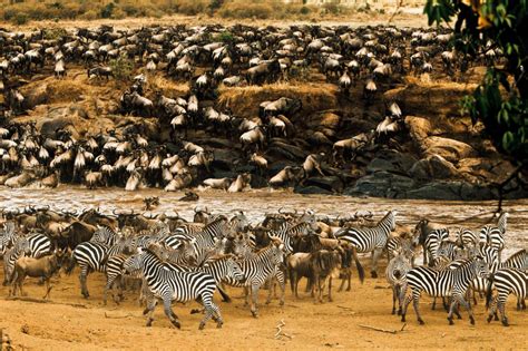The Great Migration Africa African Travel Specialists