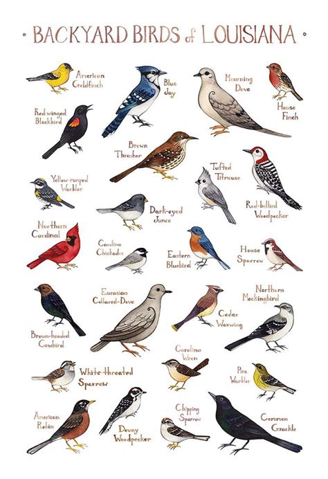 Louisiana Backyard Birds Field Guide Art Print Backyard Birds Birds