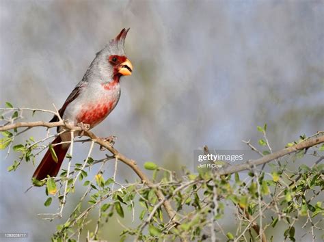 Wild Pyrrhuloxia In South Texas High Res Stock Photo Getty Images