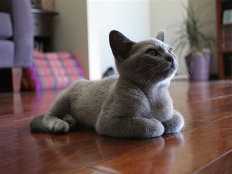 Blue Burmese Cat